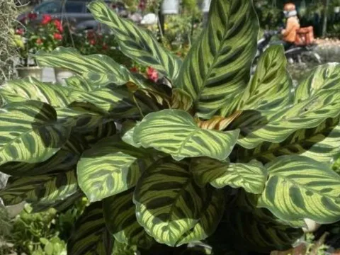 Cây phong thủy “bùa may mắn”: Nên trồng trong nhà để tăng vận khí, hút tài lộc