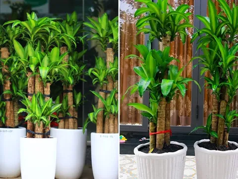 Cây Thiết Mộc Lan hợp với người thuộc 2 mệnh này, trồng trong nhà hút lộc hút tiền của