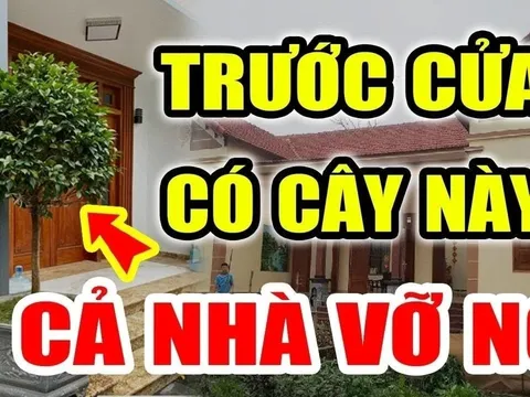 Trước cửa không trồng 3 cây, trong nhà không treo 3 vật: Đó là cây gì, vật gì?