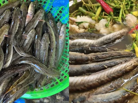 Từ bữa cơm nghèo miền Tây đến đặc sản bạc triệu: Hành trình lột xác của cá kèo