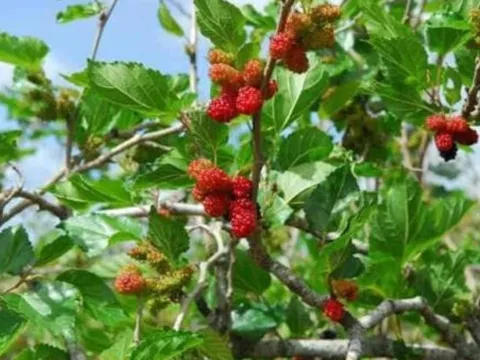 5 loại cây “hút âm khí” quanh nhà làm hao tài tán lộc – chuyên gia khuyên chặt bỏ ngay