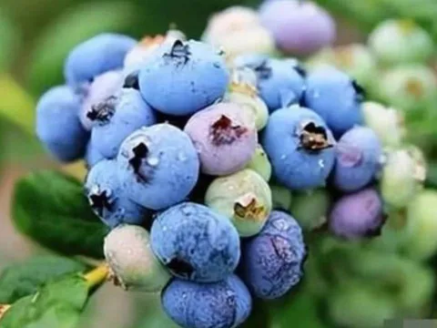 5 thực phẩm vàng giúp não khỏe mạnh: Óc chó chỉ đứng thứ 5, còn vị trí số 1 khiến bạn bất ngờ