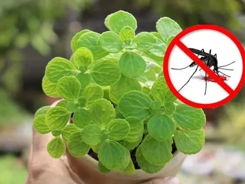 9 loại cây đuổi muỗi lại lọc sạch khí độc trong nhà, là cây gì?