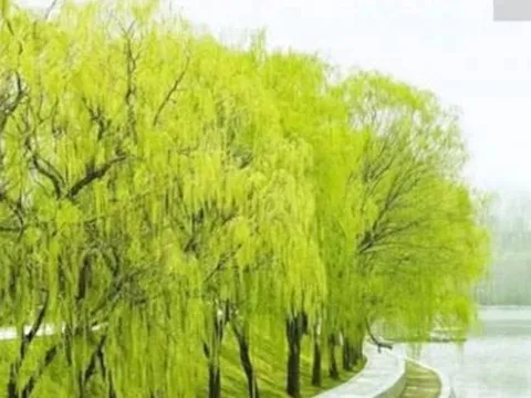 Cây Thanh Long trong tục ngữ: Bí ẩn giúp con cháu giàu sang, nhà bạn có không?