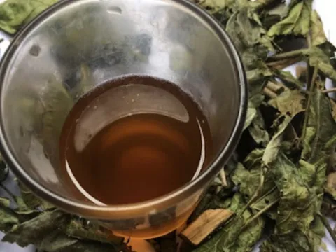 Lá xạ đen là thần dược nhưng cực hại cho 5 người này, càng uống càng sinh bệnh