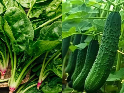Mùa đông đừng dại mua 4 loại rau này: Nhìn xanh nhưng kém dinh dưỡng, ăn nhiều rước họa vào thân