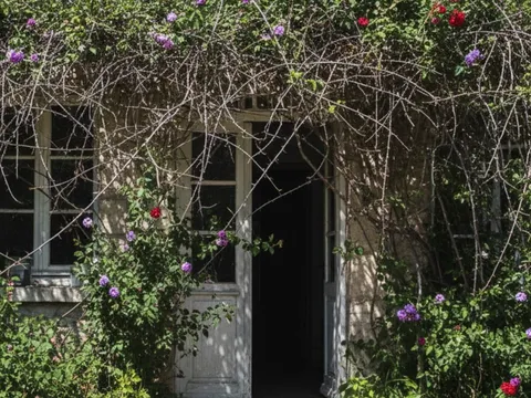 Trồng sai 4 loại cây này trước cửa, tài lộc khó vào, tụ vận xấu