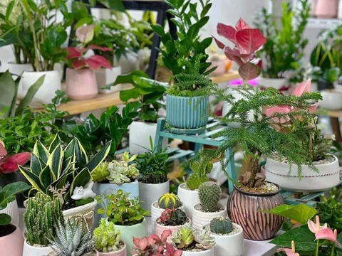 4 loại cây cảnh để bàn Đổi Vận Sự Nghiệp: Cuối 2025 rước Quý Nhân, đầu 2026 tiền vào ào ào