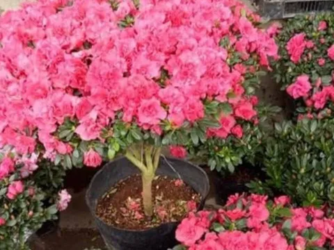 5 loại cây đẹp mê mẩn nhưng tuyệt đối không nên trồng trong nhà dù chỉ 1 chậu