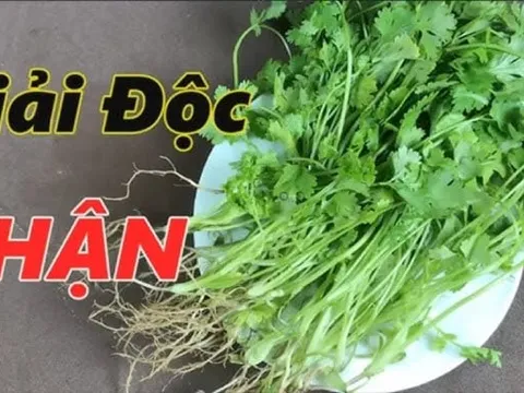 Ăn rau mùi có giải độc gan thận?
