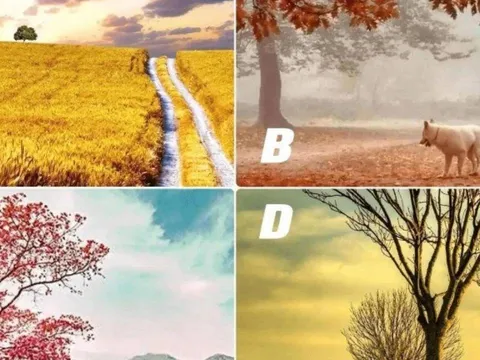 Trắc nghiệm tâm lý: Chọn bức tranh theo trực giác để khám phá số mệnh và tính cách tiềm ẩn của bạn