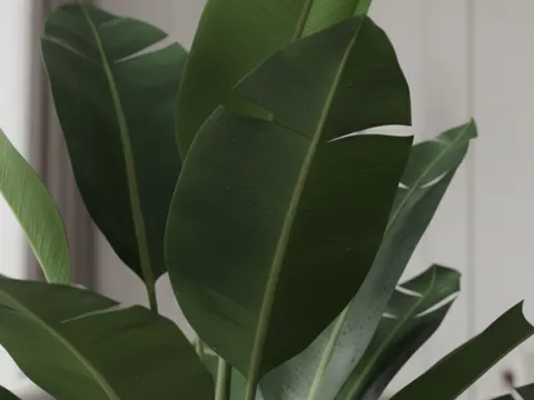 Đại Phú Gia – “Cây tụ tài” hợp mọi mệnh, mọi tuổi: Đặt đúng vị trí là tài lộc kéo về như nước