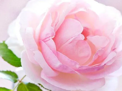 Trắc nghiệm chọn hoa: Khám phá góc khuất tâm hồn của bạn