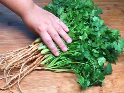 Cách bảo quản rau mùi tươi lâu, cả tháng vẫn xanh mướt, thơm ngon