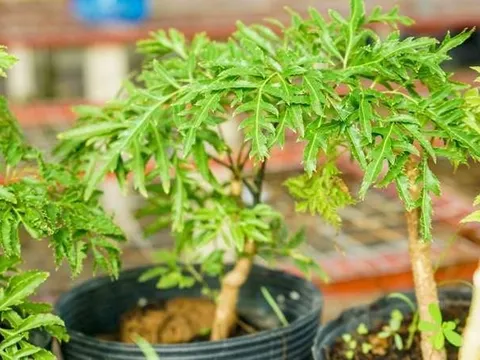 Loại lá được gọi là sâm, thải độc, mát gan: Cắm cành là mọc