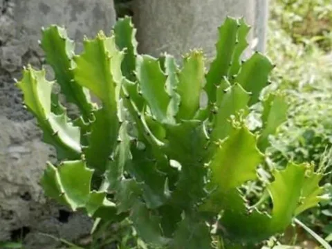 Muốn nhà cửa êm ấm thì đừng trồng 4 loại cây này kẻo tiền bạc “đội nón ra đi”