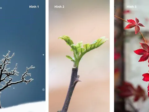 Quiz: Chọn 1 cành cây mùa đông tiết lộ điều bạn cần tập trung để nâng cấp bản thân trong năm 2026