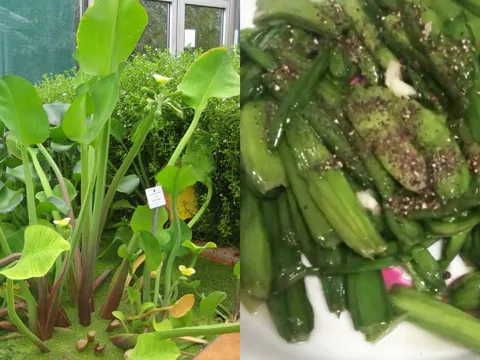 Rau dại miền Tây bất ngờ ‘lên đời’: Mọc bờ mương, giá trăm nghìn vẫn cháy hàng