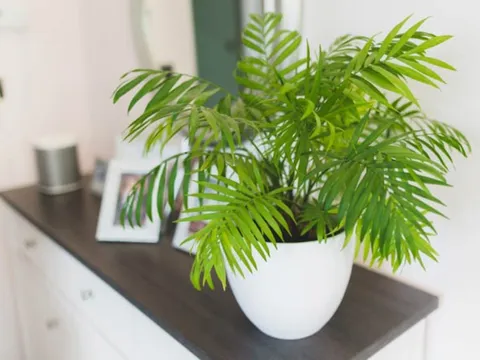 3 cây cảnh phong thủy này không chỉ có ý nghĩa tốt, mà còn thích hợp trồng ở nơi thiếu ánh sáng