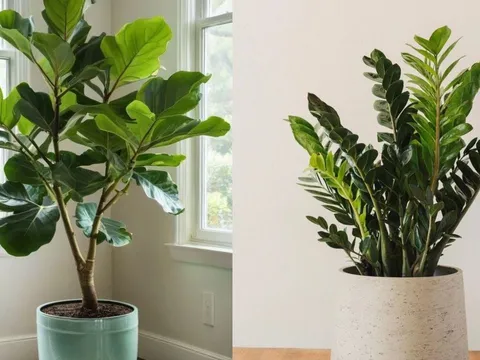 Cuối năm phải tỉa ngay 4 loại cây này: Nhà sạch khí, vận 2026 mở mạnh, cây càng gọn gia chủ càng giàu