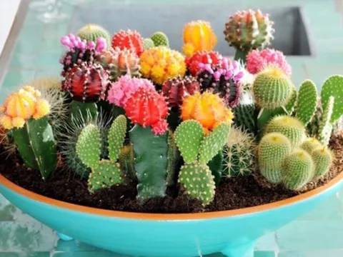 Trưng cây cảnh phong thủy chuẩn từng vị trí trong nhà, để mang lại hiệu quả như ý