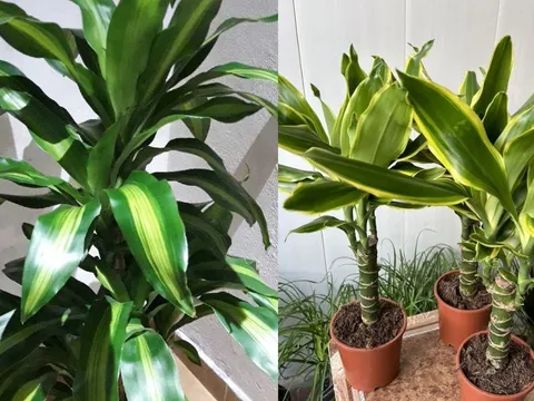 Cây thiết mộc lan Chiêu Tài rước lộc giàu có nhưng 2 mệnh này đại kỵ dễ hụt tài khí