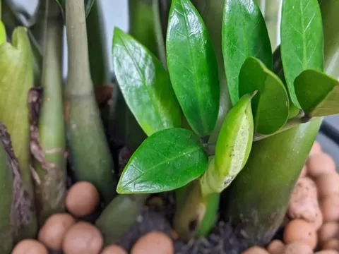 Loài cây nghe tên đã thấy giàu, trồng trong nhà Tài Lộc nở ra