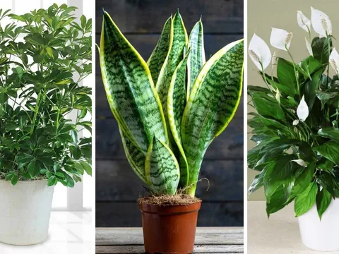 Ô nhiễm không khí ở ngưỡng tím, độc hại: Trồng ngay 6 loại cây xanh giúp lọc sạch không khí, bụi mịn