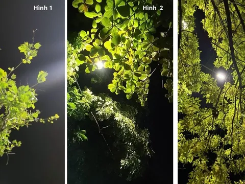 Quiz: Chọn một dáng cây trong đêm để biết Điều gì đang cản trở vận may và cách mở cho bạn