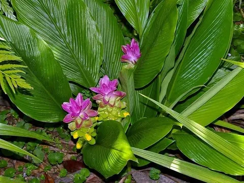 Loại củ giúp gan đẩy độc, giảm sưng viêm hiệu quả