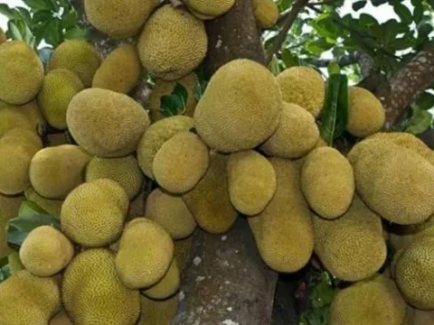 3 loại cây phong thủy giữ lộc như két sắt, chặt bỏ là mất tài vận