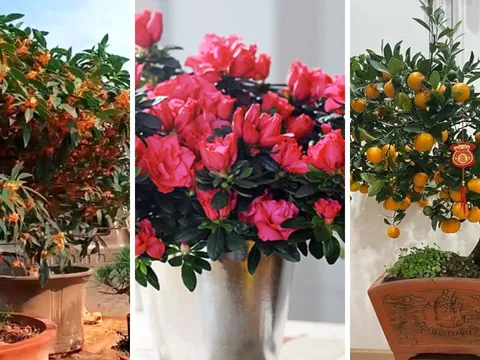 4 loại cây cảnh giới thượng lưu âm thầm trồng trong nhà: Kích hoạt tài lộc, thịnh vượng bền vững