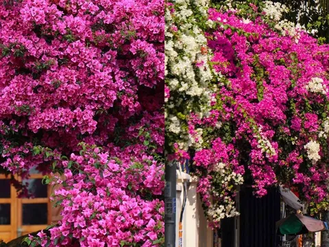 4 tuyệt chiêu giúp hoa giấy nở đúng Tết