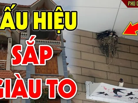 5 con vật này vào nhà mang tới điềm lành phúc lớn