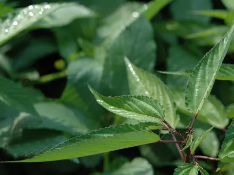 2 loại rau sạch hiếm khi “ngậm” hóa chất, loại đầu tiên mọc dại quanh nhà