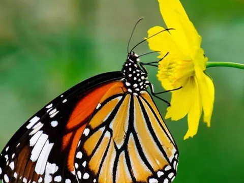 Trắc nghiệm tâm lý: Ấn tượng đầu tiên người khác có về bạn là gì?