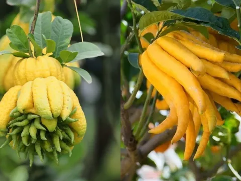 Người mệnh này Tết 2026 nên bày cây Phật Thủ trong nhà, năm mới cầu gì được nấy, tài lộc vô biên