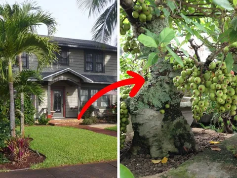 4 cây cảnh "giữ lộc", nhà ai trồng thì quá tốt: Không giàu cũng phú quý, chặt bỏ là hao tài