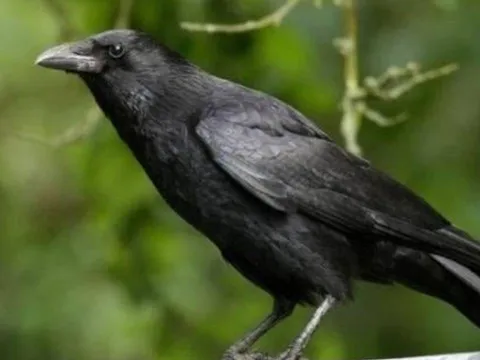 Con cái hỗn hào? Áp dụng ngay “Luật Quạ” - Bí quyết dạy con hiện đại vẫn giữ trọn quyền uy