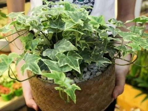 Gia đình nào cũng cần 3 loại cây cảnh này, chúng có tác dụng cải thiện không khí, giảm bụi mịn