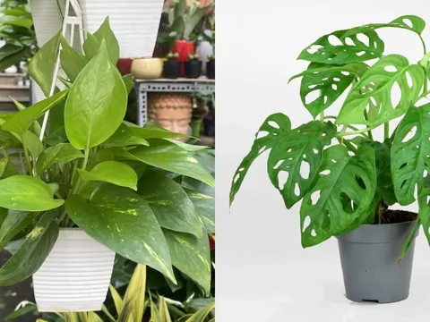 Người thuộc 3 mệnh này trồng cây trầu bà là ‘hổ mọc thêm cánh’, gánh lộc vào nhà