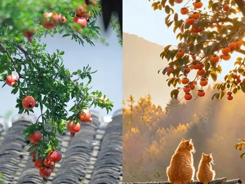 Vì sao người xưa nói: phía Đông trồng lựu là vàng, phía Tây trồng hồng là bạc?