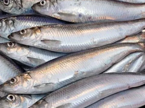 4 loại cá giàu omega-3, nhiều canxi bán đầy chợ Việt: Giá rẻ hơn cá hồi, thấy là nên mua ngay