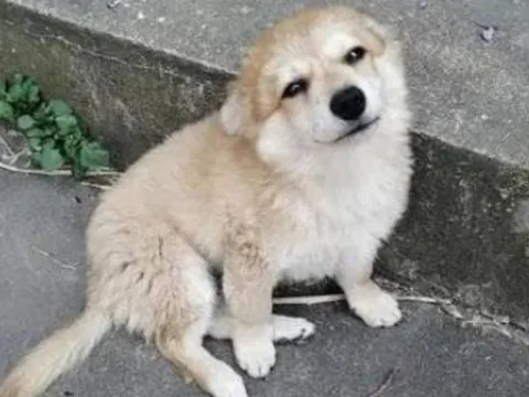 Không phải mê tín: 6 loài động vật nhỏ xuất hiện trong nhà báo hiệu tài lộc đến, gia đình sắp phát đạt