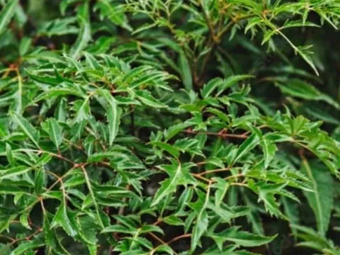 5 loại cây trấn trạch phổ biến ở Việt Nam: Giữ bình an cho ngôi nhà, đồng thời là “thuốc quý”