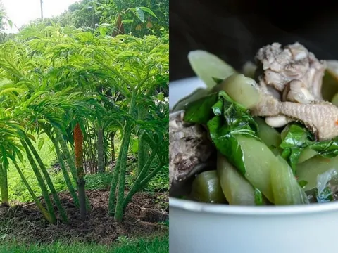 Cây dại ven bờ mương từng chỉ người nghèo mới ăn, nay thành đặc sản lạ giá 60.000 đồng/kg