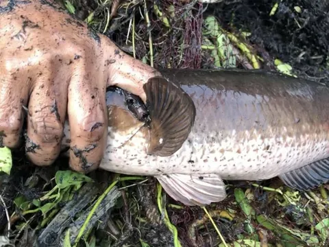 Loài cá ngọt thịt ít xương, thơm ngon bổ dưỡng