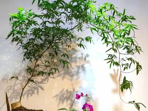 Loài cây này ai cũng biết, nhưng nó là “bảo vật phong thủy”, hóa vận xấu, giữ tài lộc thì ít người biết