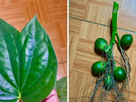 Tổ Tiên nói: 'Trầu hai ngọn, cau lại buồng', nhà ai có chắc chắn sẽ giàu, vì sao thế?