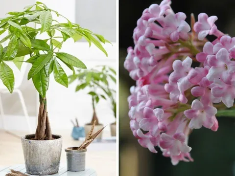 Các cụ dặn: Trồng 4 cây cảnh này trong nhà như “bảo vật phong thủy”, gia chủ quanh năm dư dả